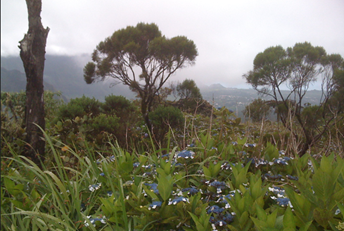 Jardin fleuri